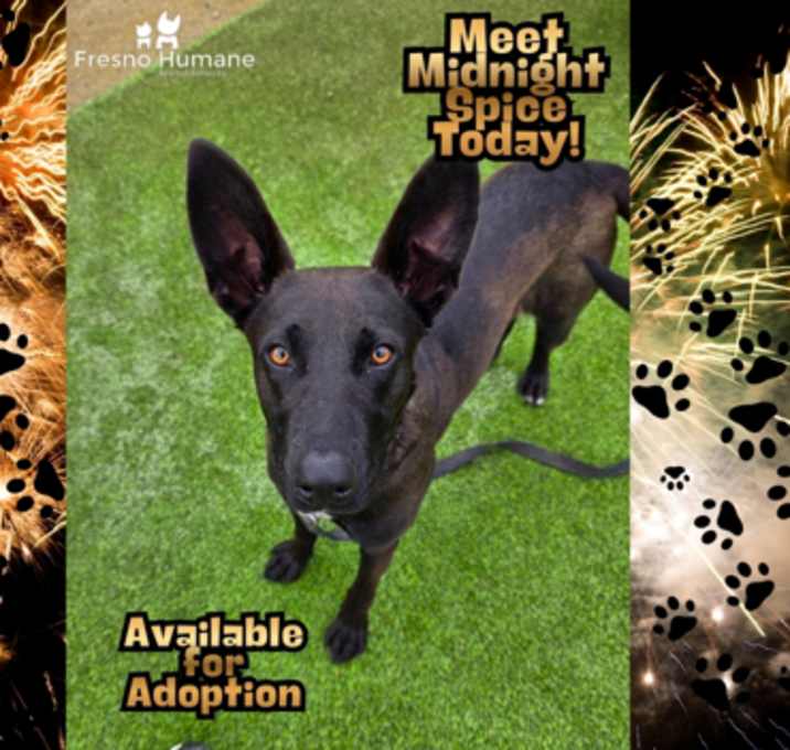 Photo of Midnight Spice