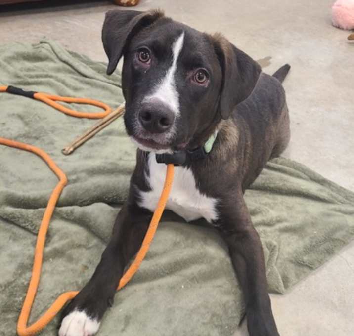 Photo of Jacob - Available in Foster