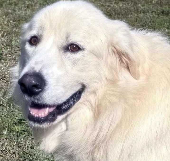 Photo of Ellie in TN - Sweet As Sugar!