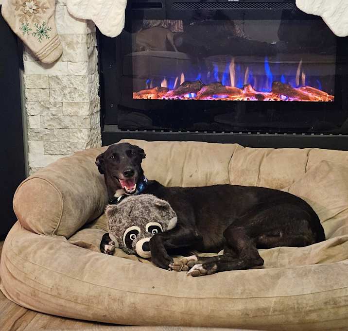 Photo of Gypsy Gambler