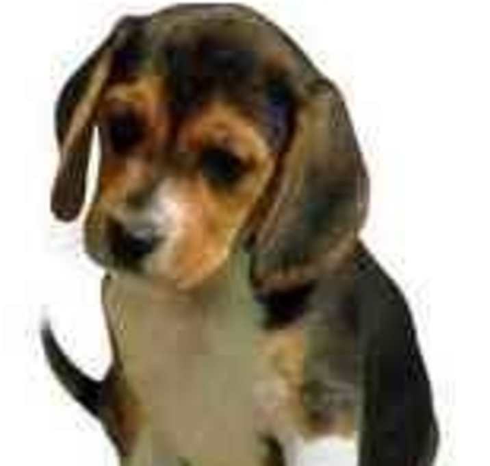 Photo of Beagle