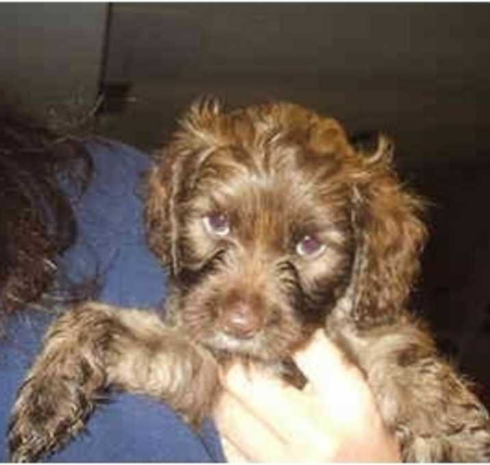 Photo of cockapoo