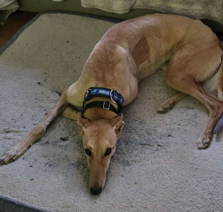 Photo of Angie's Fancy