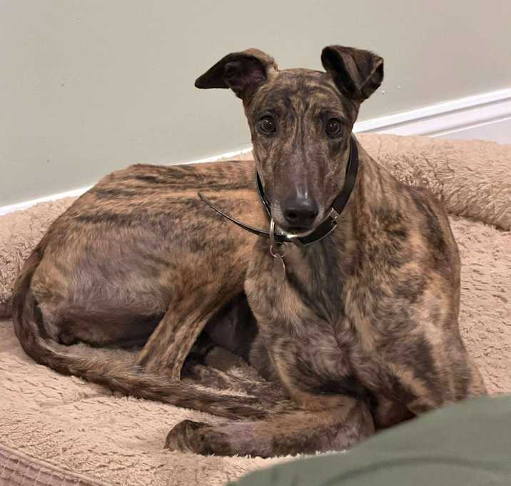 Photo of Humble Spiderman