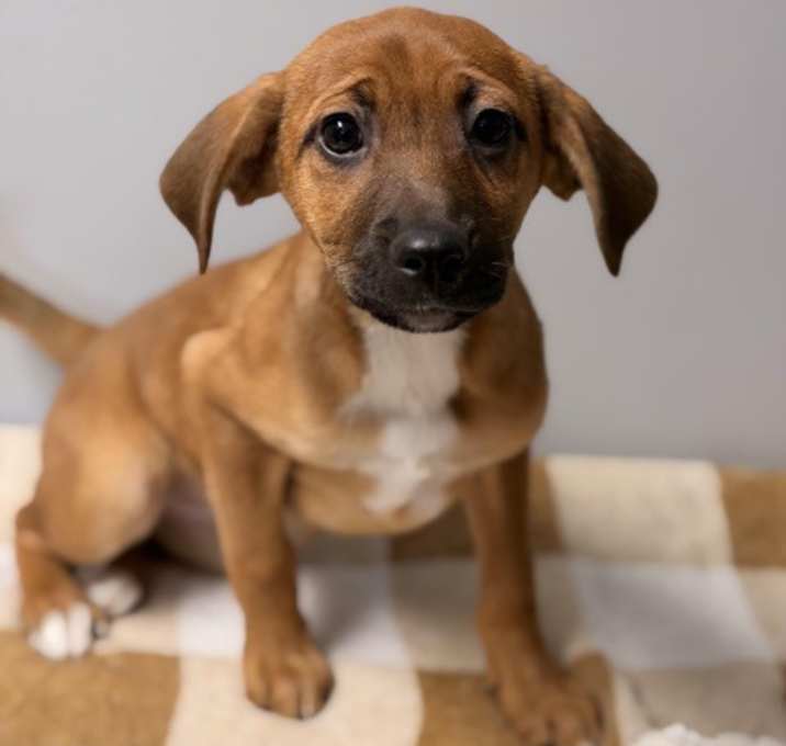 Photo of Albany - available 12/30