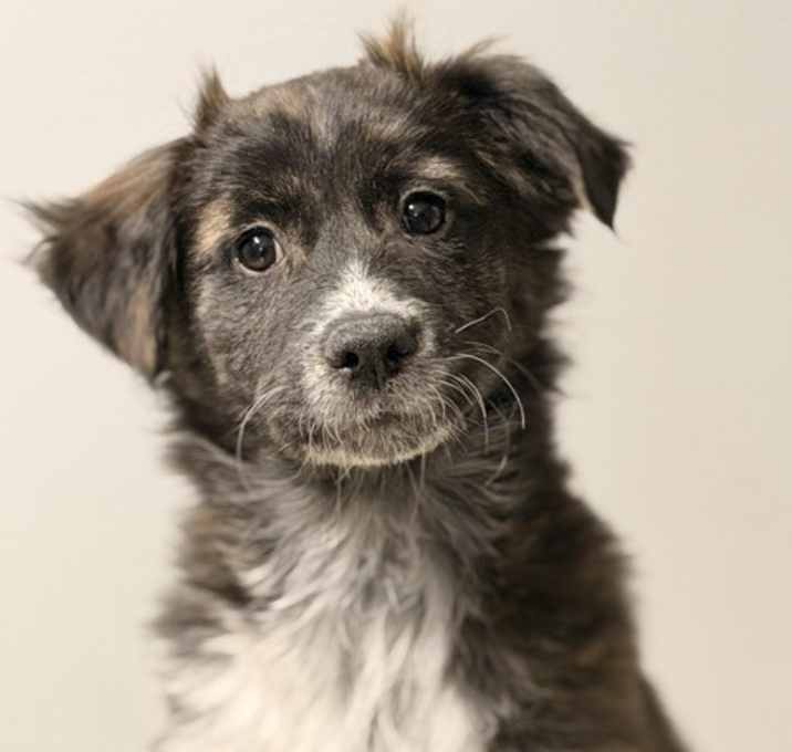 Photo of Charleston - available 12/30