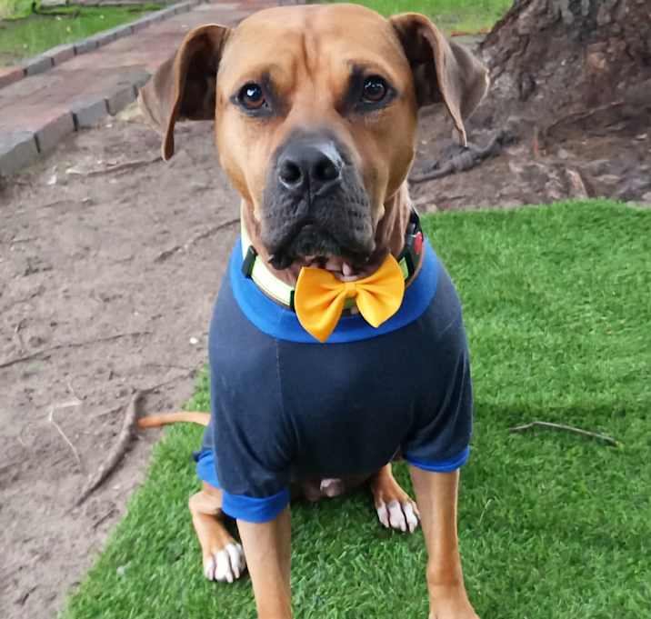 Photo of Tazzle (Taz)