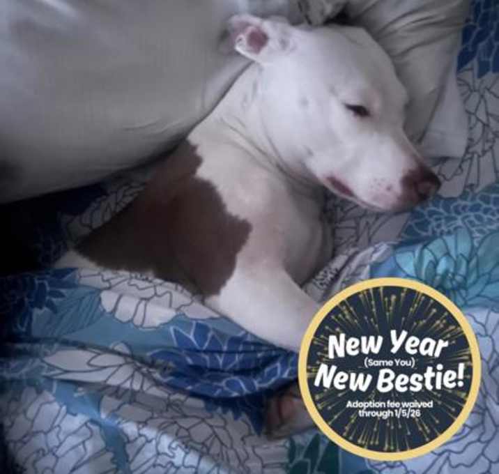 Photo of Anita Collar - Foster