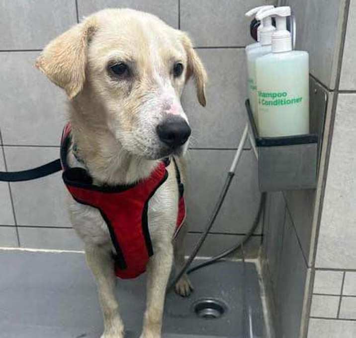 Photo of Dash (aka Murphy)