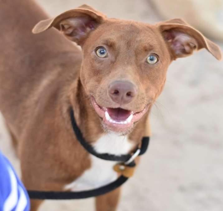 Photo of Kingston (Huntsville Puppies)