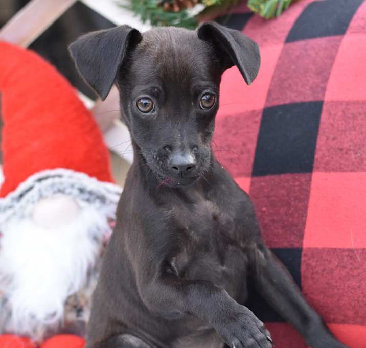 Photo of Dancer (Fab Four Litter)