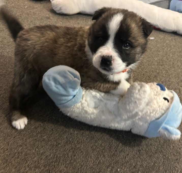 Photo of Zuma (Orange