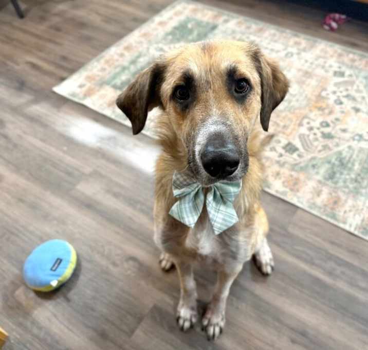 Photo of Timber Sweetheart Ready to Love You