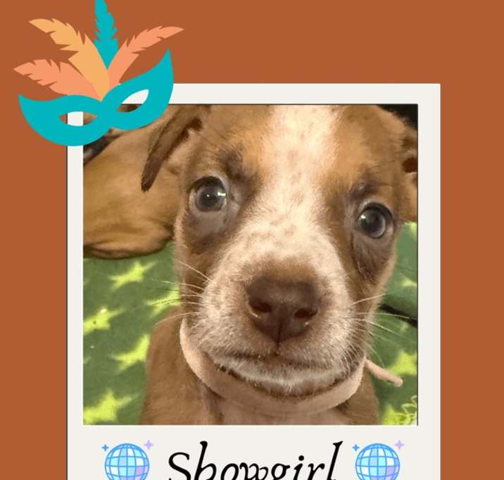 Photo of Showgirl (The Swiftie Litter)