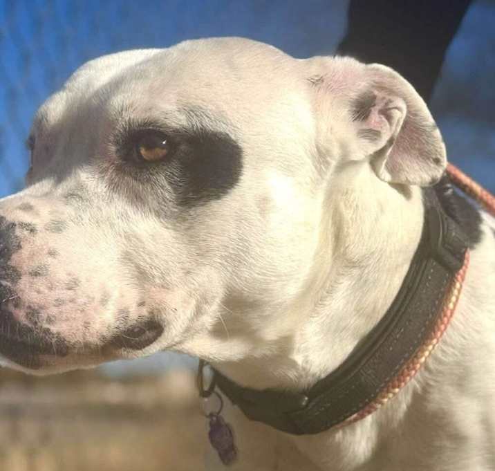 Photo of BUDSTER (US, N Mexico) yo