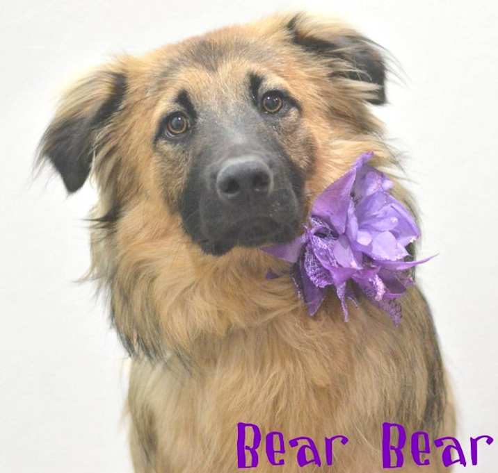 Photo of Bear Bear