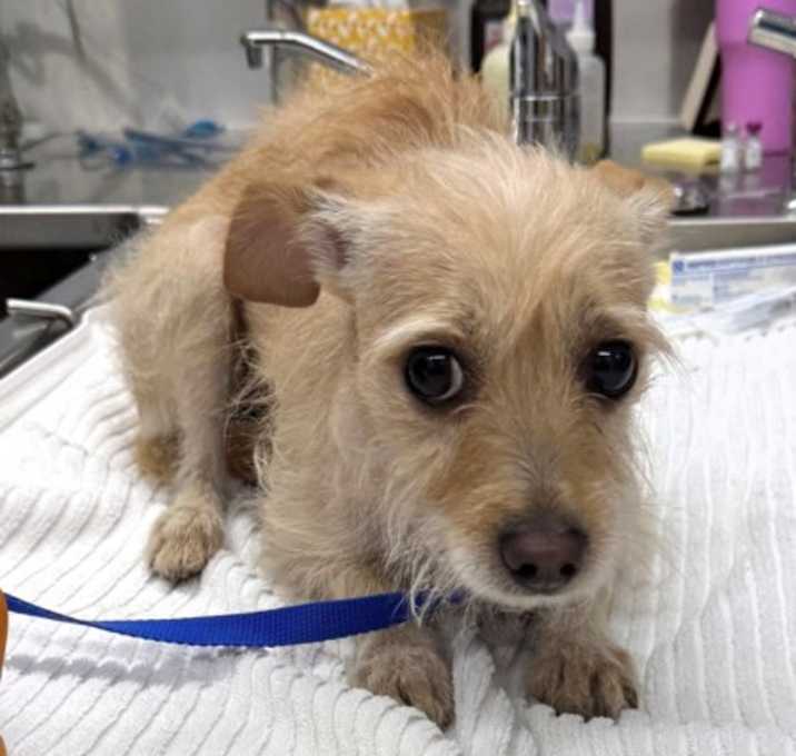 Photo of 161654 Zucchini