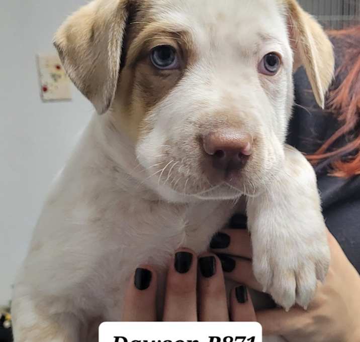 Photo of Dawson B871