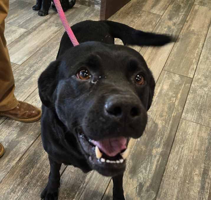 Photo of Havoc Yrly 506/37