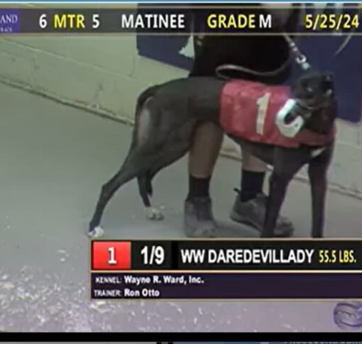 Photo of WW Daredevil Lady (Lady)