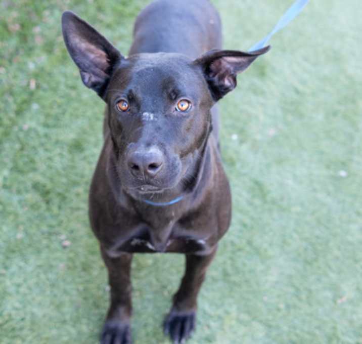 Photo of Elfin Roly Poly