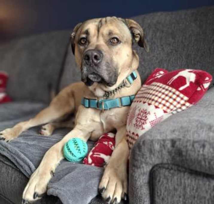 Photo of Perry - Kitchener