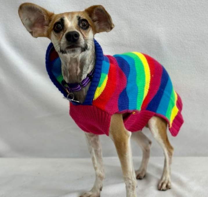 Photo of String Bean