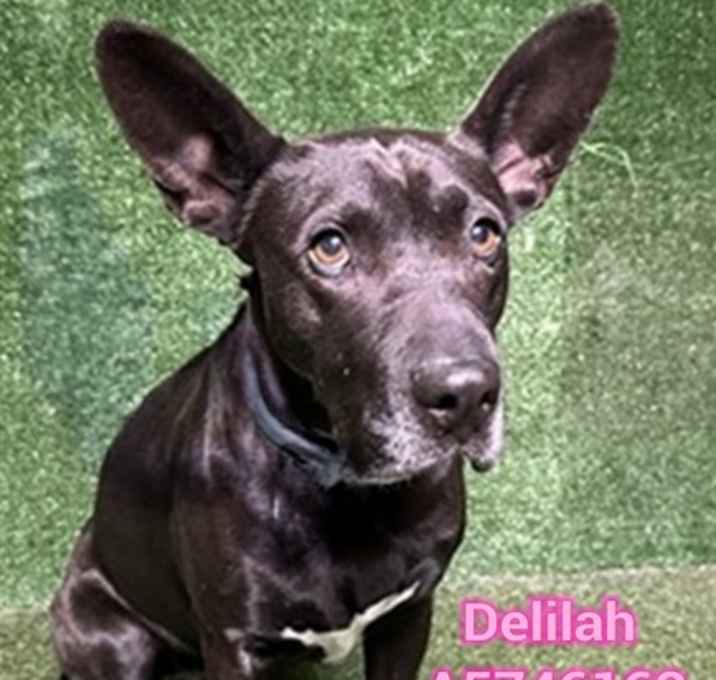 Photo of DELILAH