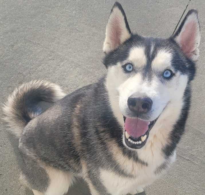 Photo of Lucky! Beautiful Husky Boy!