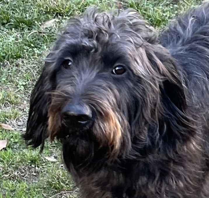 Photo of Boone (Labradoodle)
