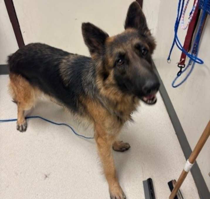 Photo of Twinkle Toes