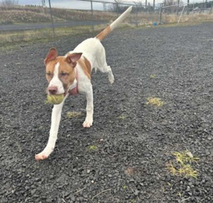 Photo of Stuffed Crust