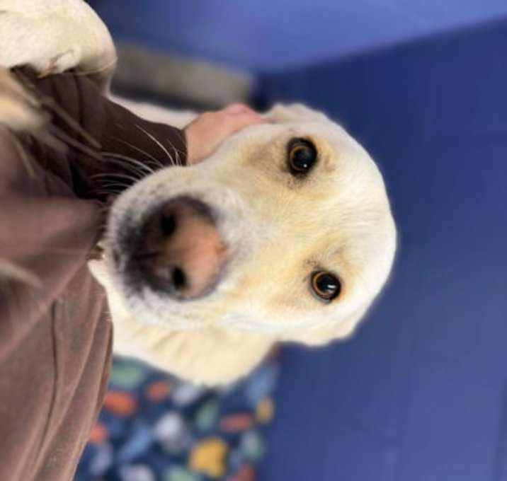 Photo of Honeysuckle