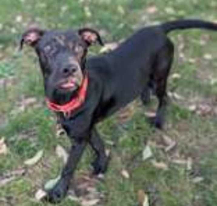 Photo of Hercules - Busy Bee