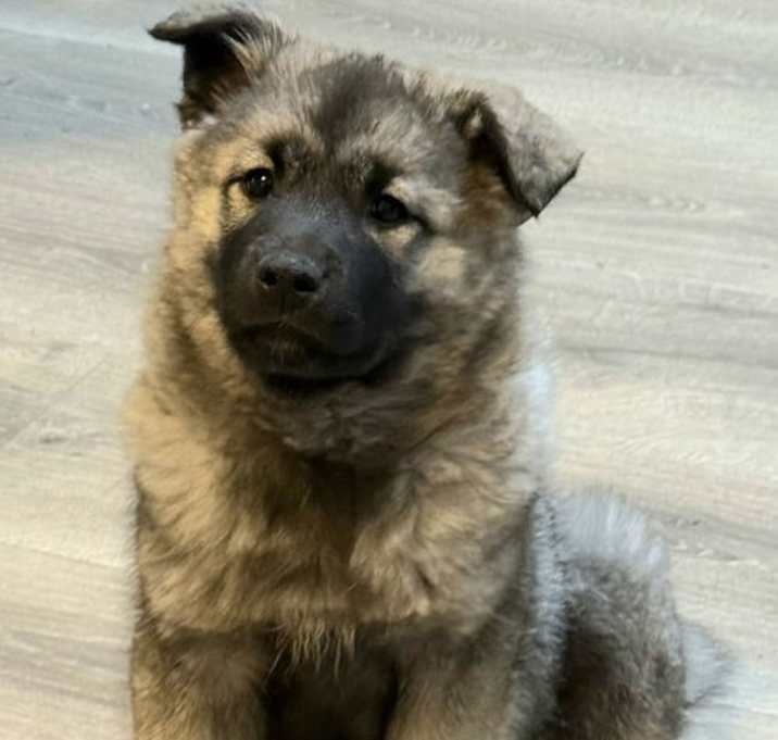 Photo of PUPPY SABRINA