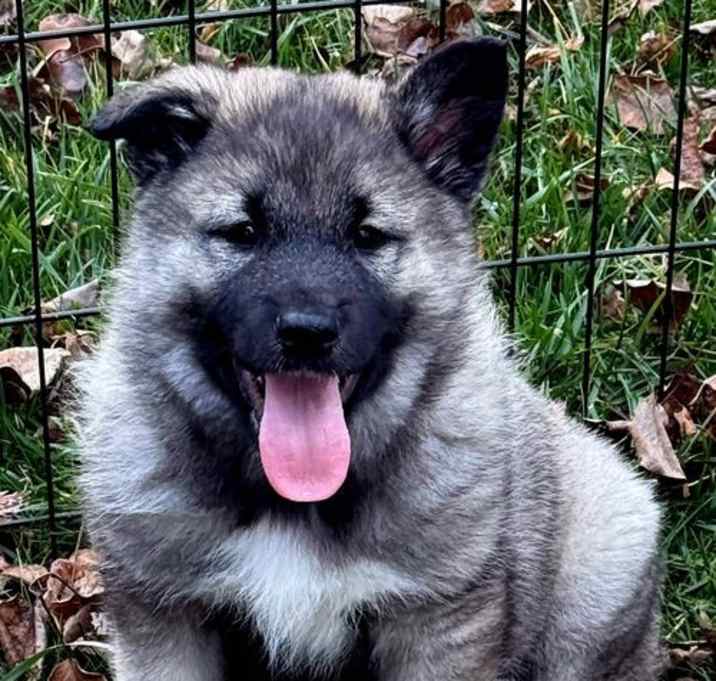 Photo of PUPPY SILAS