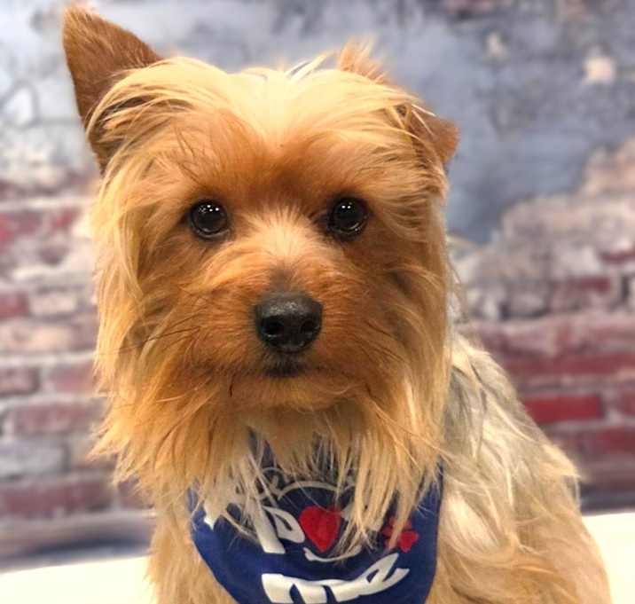 Photo of Rocco-COMING SOON