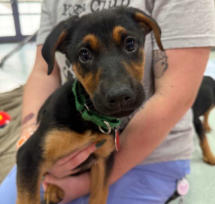 Photo of Roman Reigns