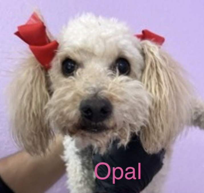 Photo of Opal