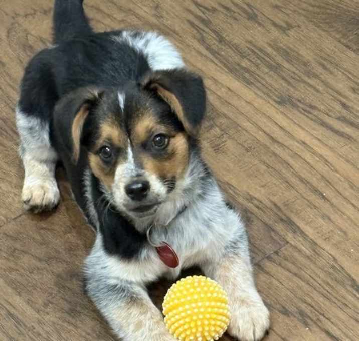 Photo of Raven- adoption pending