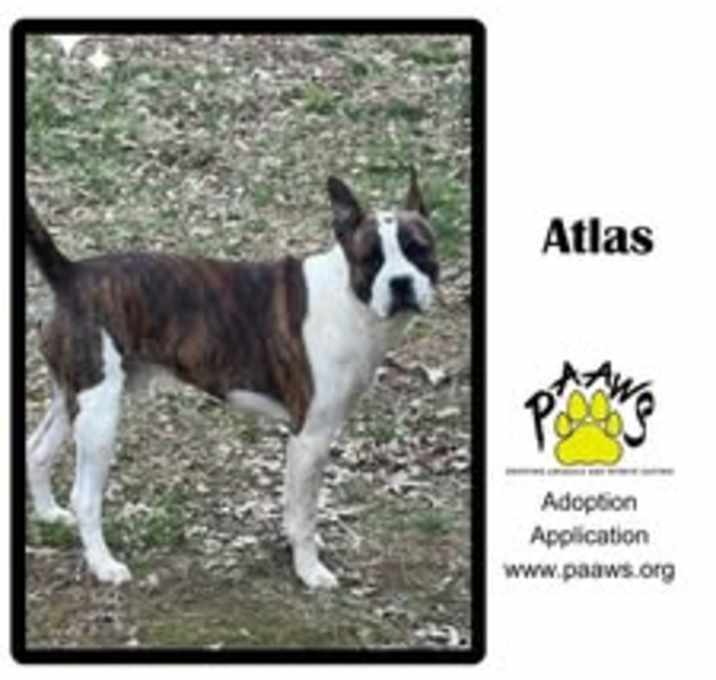 Photo of Atlas