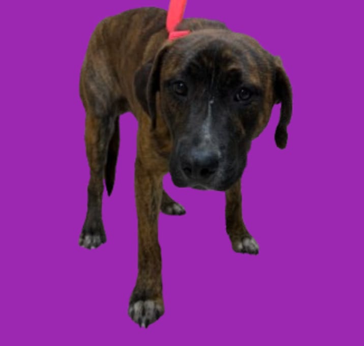 Photo of TUSC-Stray-83062