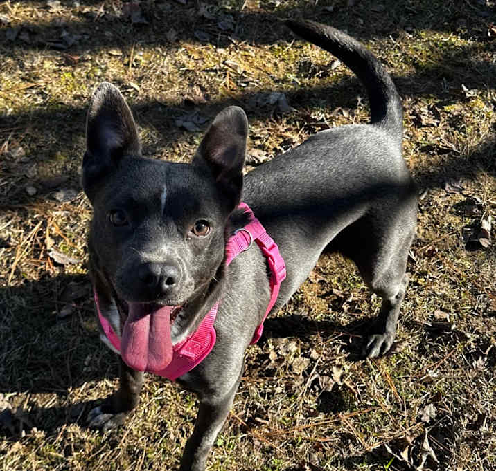 Photo of ELM 50 (Lil Blue)🐾