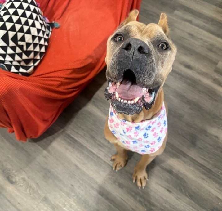 Photo of Brandy belle