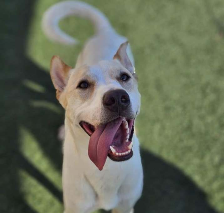 Photo of Lucky - In Foster Home