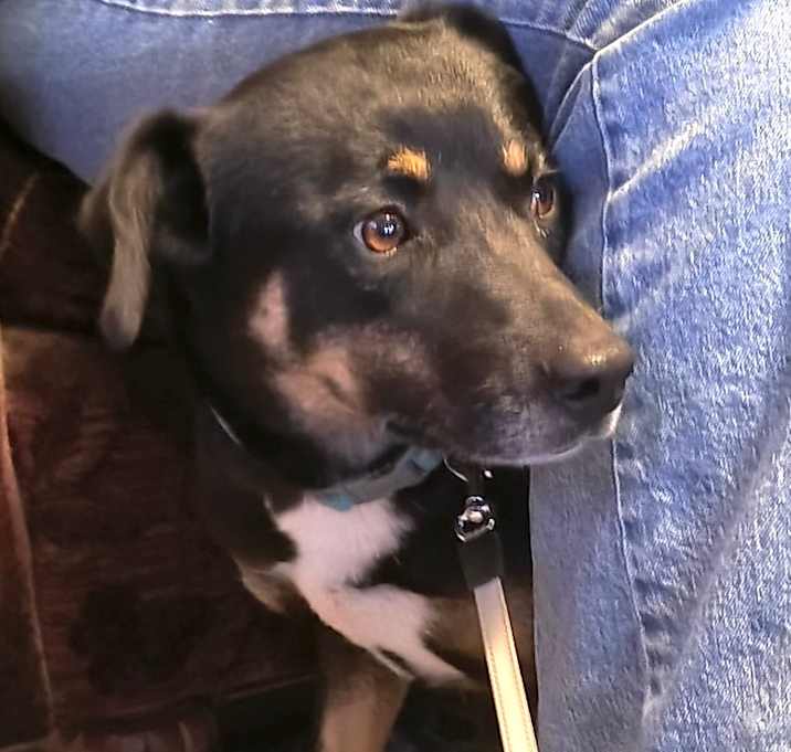 Photo of Shadow (Courtesy Listing)