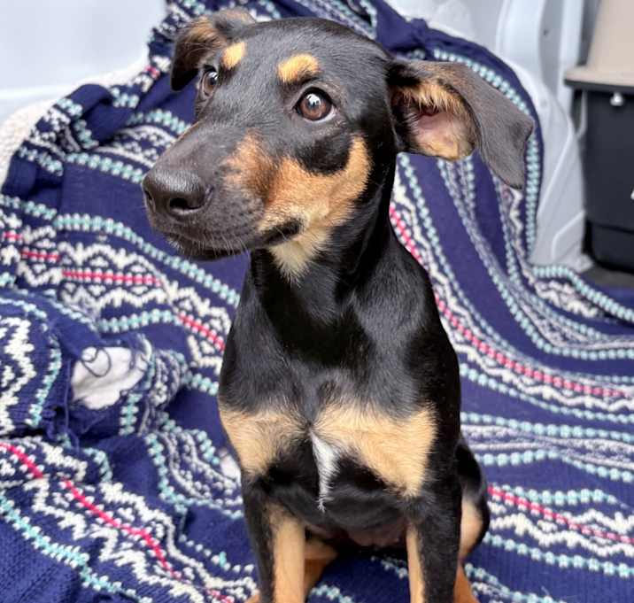 Photo of Nature Litter: Willow