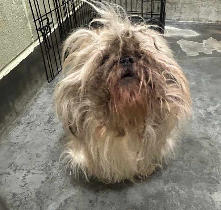 Photo of IEPA-Stray-18465