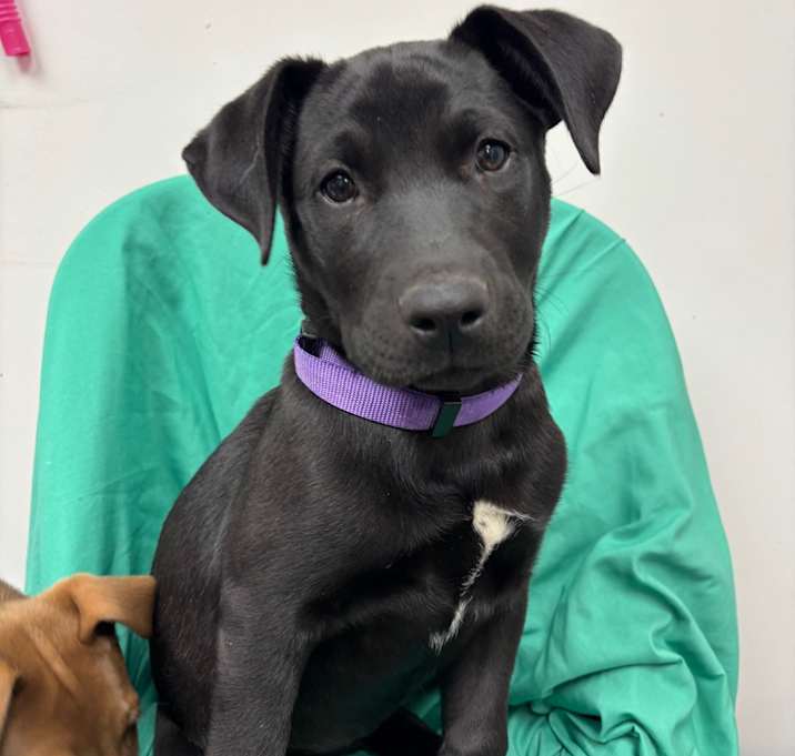 Photo of Montgomery F