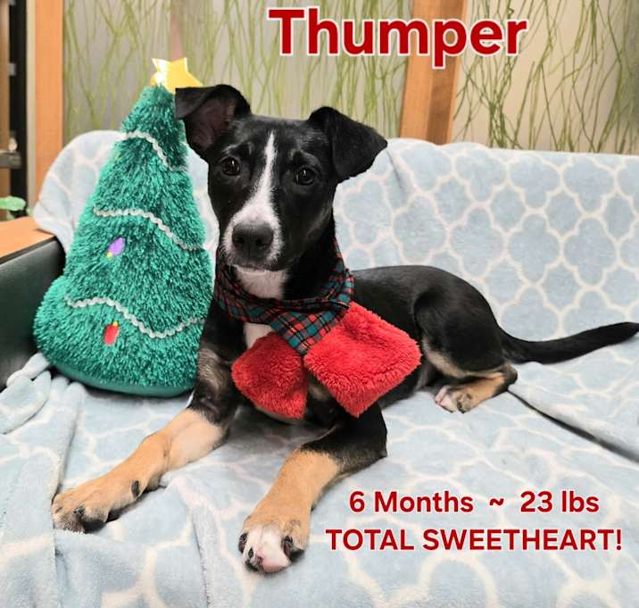 Photo of Thumper